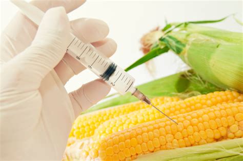 French Study Linking Monsanto Corn To Tumor Risk Is Retracted