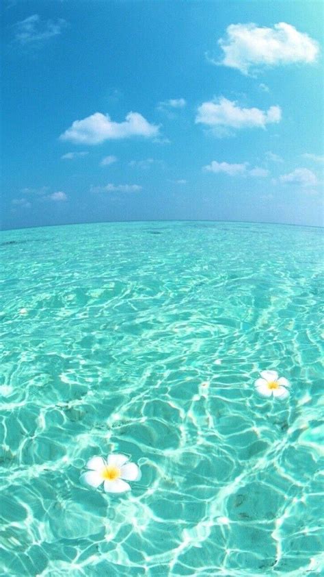 Blue Sky Turquoise Ocean Water Cute Backgrounds White Flowers