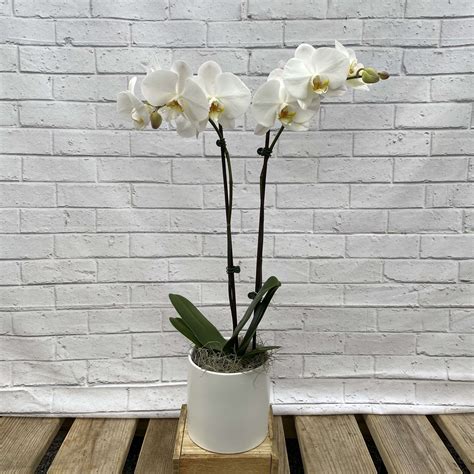 White Phalaenopsis Orchid Plant In Peabody Ma Evans Flowers