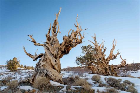 Bristlecone Pine Tree Care And Growing Guide