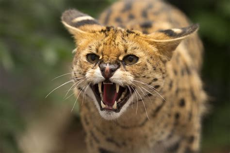 Animal Serval Cat Angry Face Wallpapers Hd Desktop And Mobile