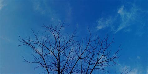 Free Images Tree Nature Branch Cloud Sky Sunlight Air