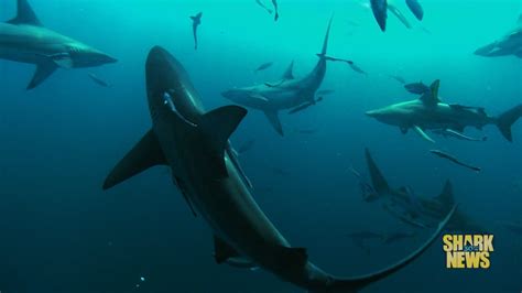 Sharks Are Helping Find A Cure For Cancer Shark Week Discovery