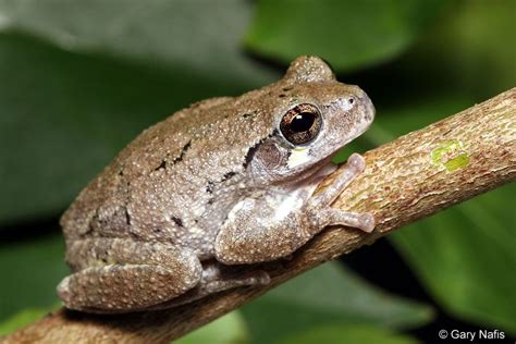 Hyla Chrysoscelis The Copes Gray Treefrog Frog And Toad Amphibians