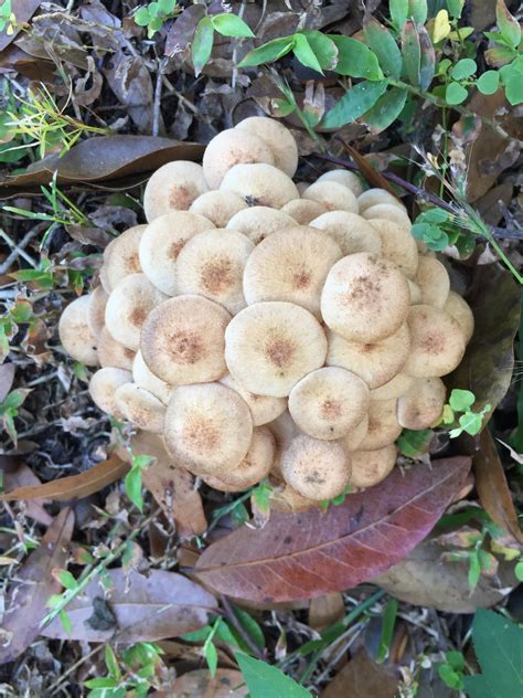 Central Florida Mushrooms Need Help With An Id R Mycology
