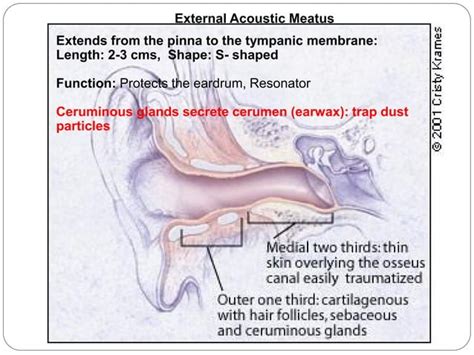 Vestibular And Auditory Apparatus Drbbgosai