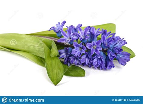 Blue Hyacinth Stock Photo Image Of Flowers Stem Fresh 225417144