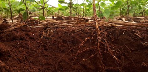 Mutant Roots Reveal How We Can Grow Crops In Damaged Soils