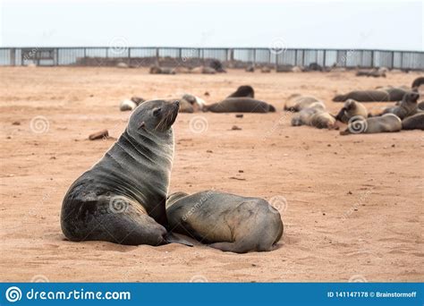 Colony Of Eared Brown Fur Seals At Cape Crossnamibia South Africa