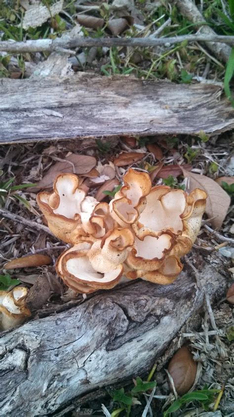What Are These Guys Wild Mushrooming Field And Forest Mycotopia
