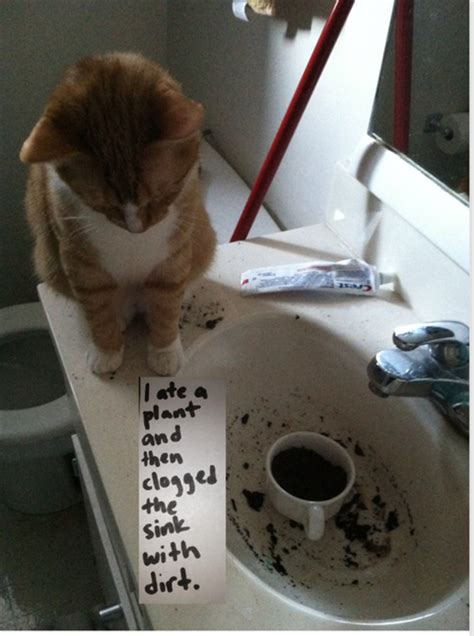 These Cats Are Funny Because They Arent Mine 20 Pics