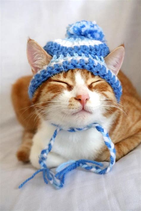 Hat For Cats Toboggan Cat Hat Beanie For Cast And Kittens Cat Etsy Dog