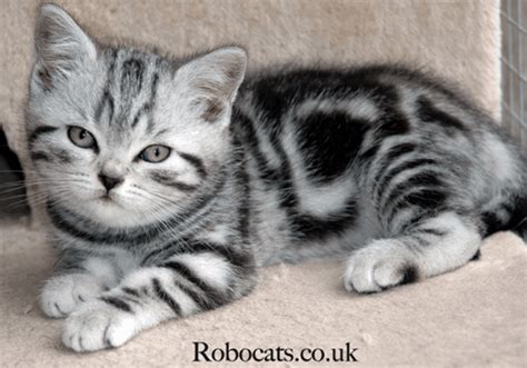 40 Pictures Of Cute Silver Tabby Kittens Tail And Fur