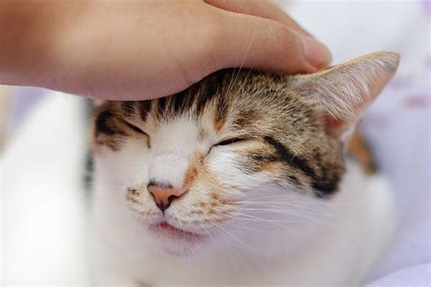 Polyps In Cats Ears Surgery Costs Uk Cat Meme Stock Pictures And Photos