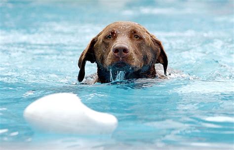 Hero Dog Rescues Canine Pal From Swimming Pool Video