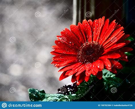 Red Gerbera Daisy Shines From Raindrops On Its Petals And Leaves Stock