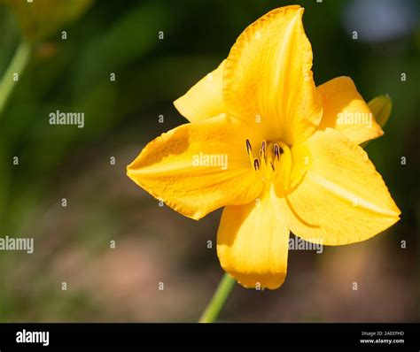 Yellow Lily Canada Meadow Wild Lilium Canadense Flower Green Stock