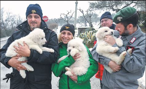 Rescuers Hold Three Puppies That Were Found Alive In The