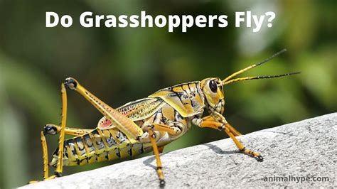 Do Grasshoppers Fly Animal Hype