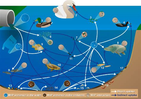 Freshwater Biome Food Web