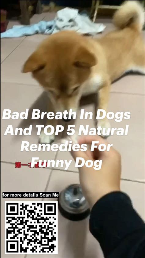 Bad Breath In Dogs And Top 5 Natural Remedies For Funny Dog Funny