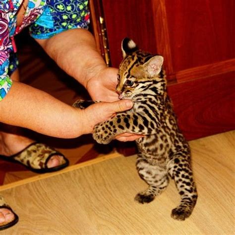 Ocelot Kittens Available And Ready Exotic Animals For