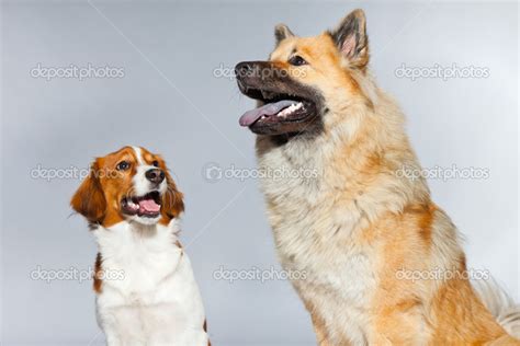 Two Young Cute Dogs Together Stock Photo By ©ysbrand 13736318