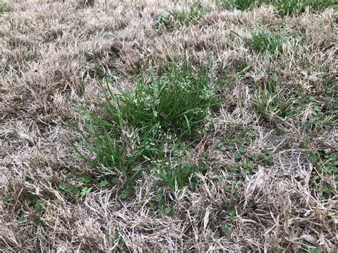 I Recently Had A Weedy Grass Pop Up In My Lawn In The Last Few Weeks