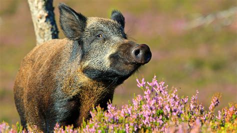 Wild Boar Sus Scrofa British Mammals Woodland Trust