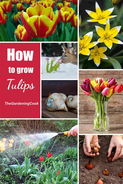 Growing Tulips How To Plant And Care For Tulips Warm Weather Tips