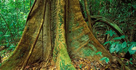 Tropical Forests Are ‘no Longer Carbon Sinks Because Of
