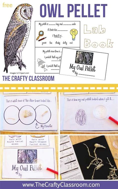 Dissecting Owl Pellets Worksheet