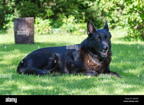 Black German Shepherd Dog Outdoors Stock Photo Alamy