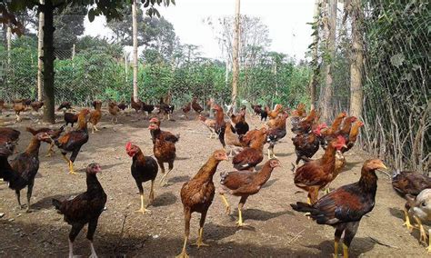 Ternak ayam kampung dewasa ini makin populer bro. 6 Hewan Ternak Yang Dibudidayakan Di Indonesia, Menjanjikan