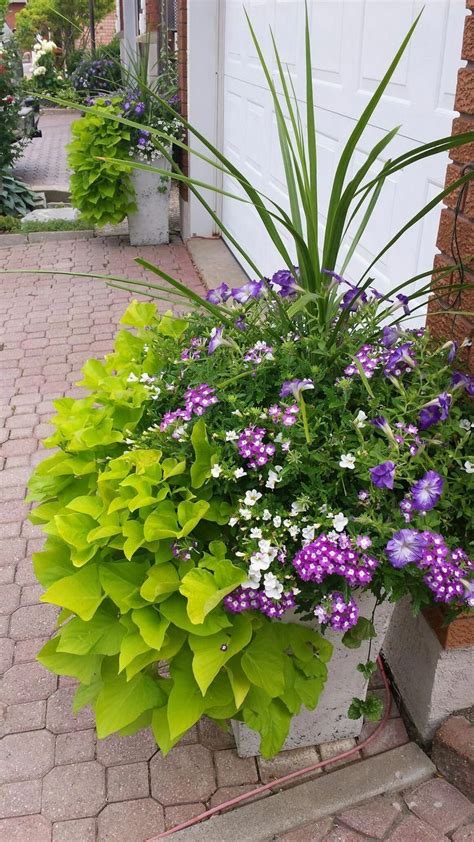 Pin On Flower Containers