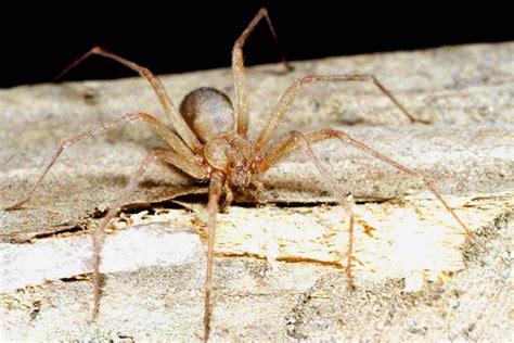 Identifying And Misidentifying The Brown Recluse Spider