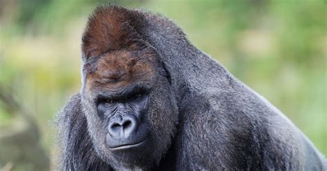 It has been extinct ever since. Fifty-five animals died in Dublin Zoo in 2016, including ...