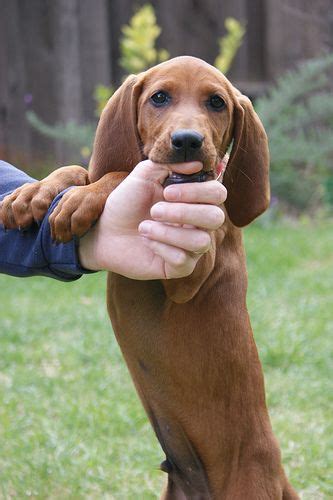 A redbone coonhound puppy will typically cost between $500 and $800 depending on location and the breeder. Redbone Coonhound J.B. | Redbone coonhound, Hound puppies, Hound dog