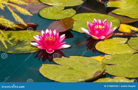 Red Water Lily Flower On The Lake Stock Photo Image Of Petal Garden