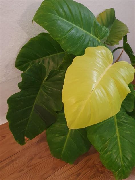 Rare Philodendron Jungle Fever Gold Variegated Furniture And Home Living