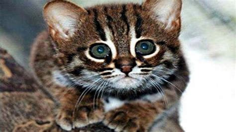 Top 10 Smallest Cat In The World Cute Little Cats Youtube