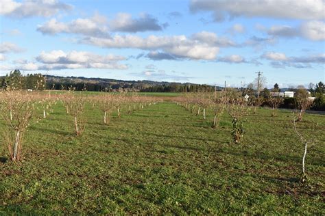 Cover Cropping To Reduce Bare Ground In Hazelnut Orchards Tualatin