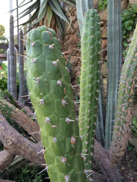 It's not easy to tell how much active substance a san pedro contains. cactus ID... 2 magnificent columnar cacti (not ...