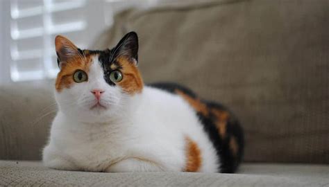 Unique Calico Cat Names 73 Perfect Names To Check Out 2023