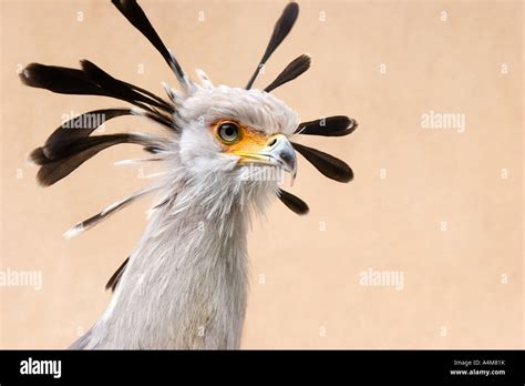 An Unusual Secretary Bird With Long Black Head Feathers Seen Against A