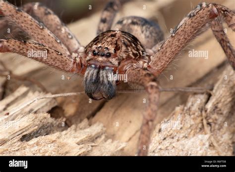 Large Australian Huntsman Spider Photographed In The Tropical North