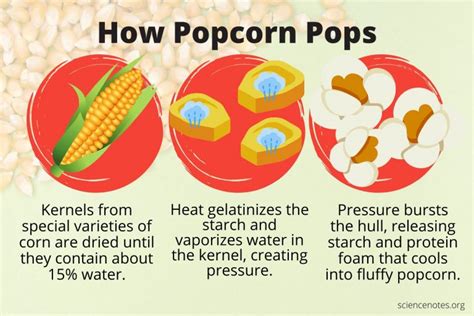 How Does Popcorn Pop The Science Of Popcorn