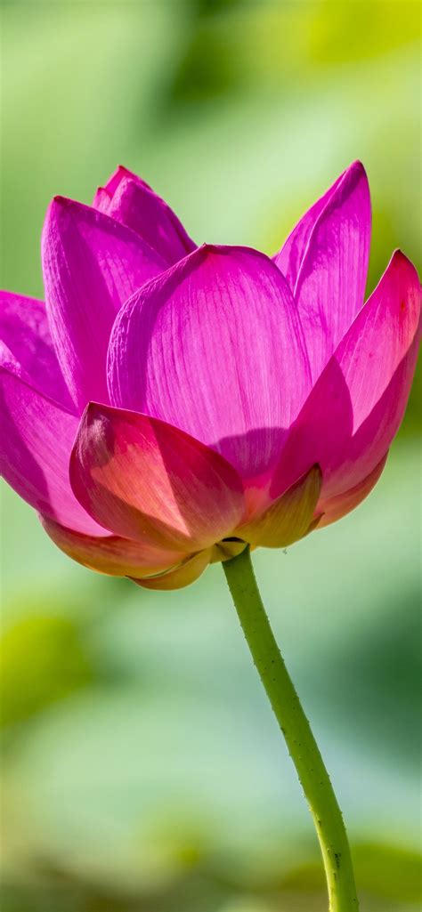 Beautiful Pink Lotus Flower Petals Hazy Background 1242x2688 Iphone