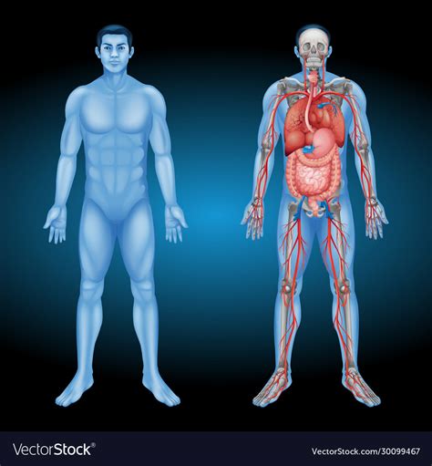 Human Body Anatomy Parts Design Royalty Free Vector Image