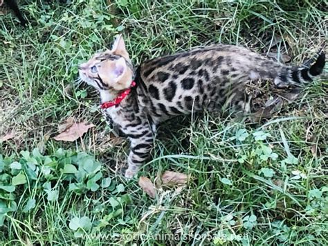 Then you've come to the right place! Stunning Purebred F1 Bengal Kittens Available Now for Sale
